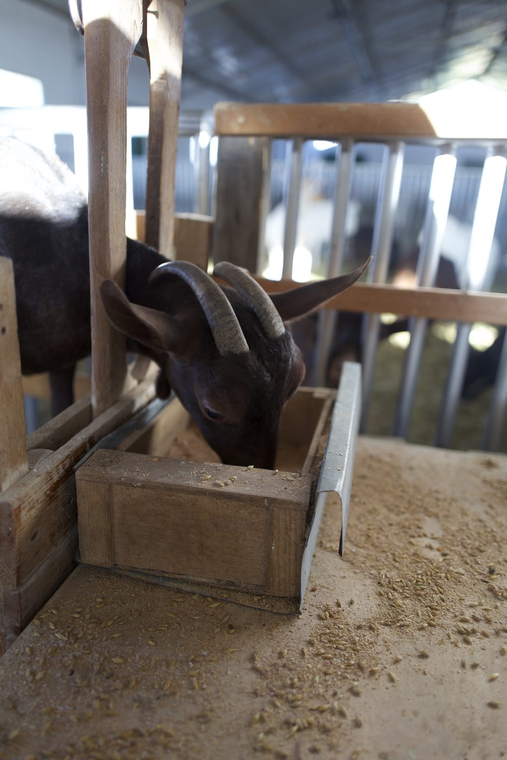 Chèvre Cabri à l'auge, alimentation à base de céréales et de fourrage