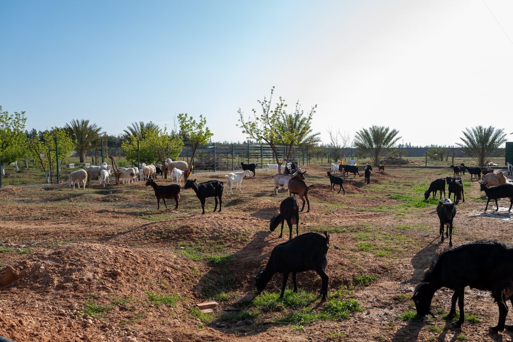 Le troupeau de chèvres Cabri au pâturage sur les hauts plateaux de Laghouat, Algérie