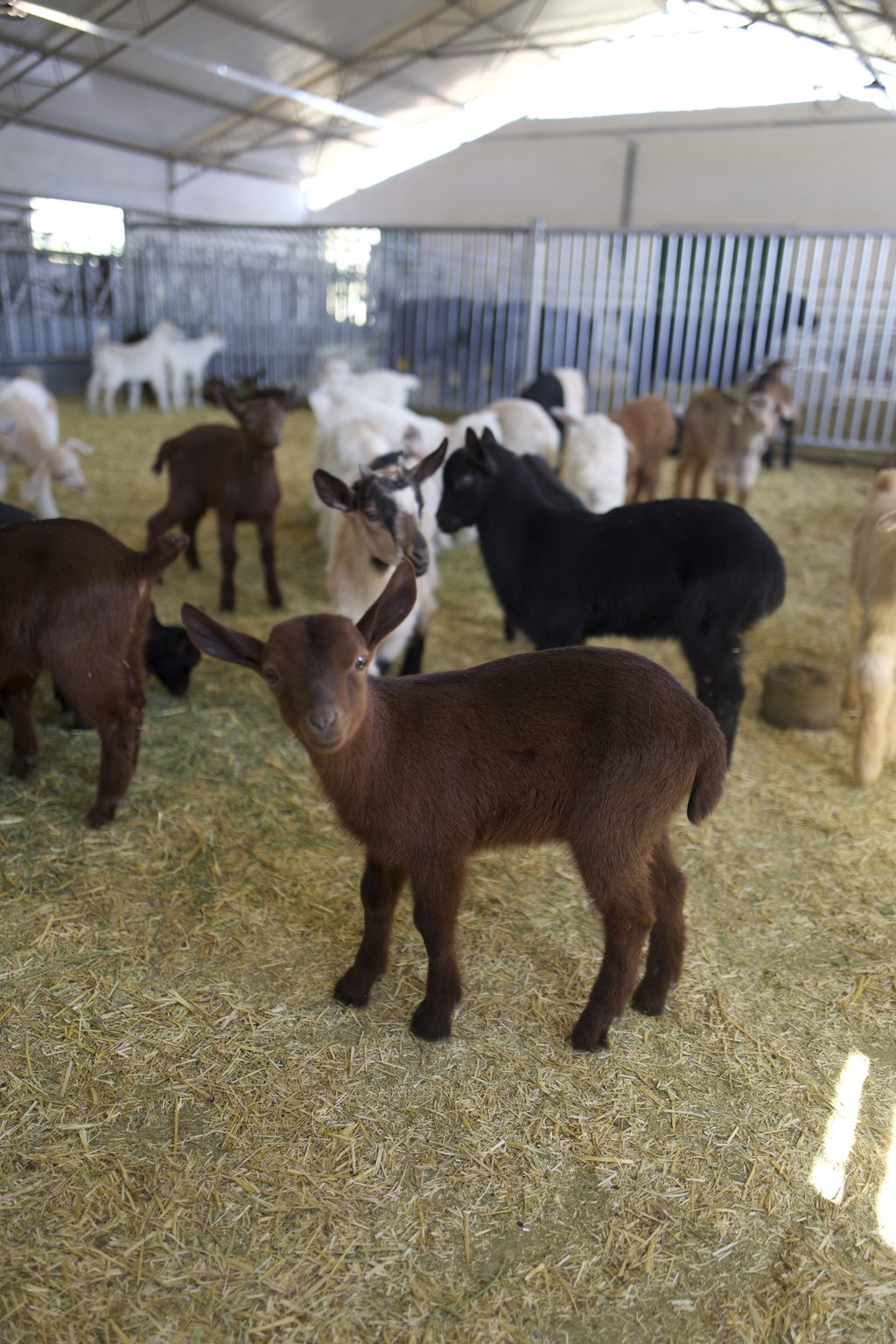 Chevrettes dans la nurserie de la chèvrerie Cabri, Laghouat