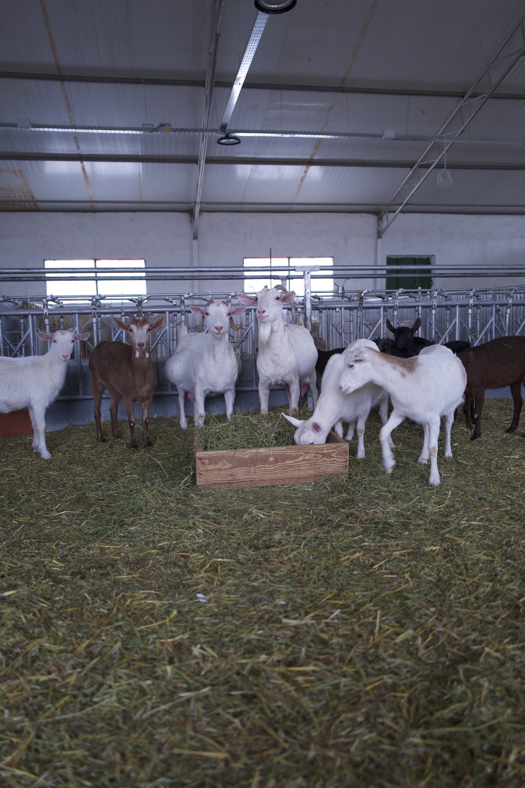 Chèvres laitières Cabri devant la salle de traite de la chèvrerie de Laghouat